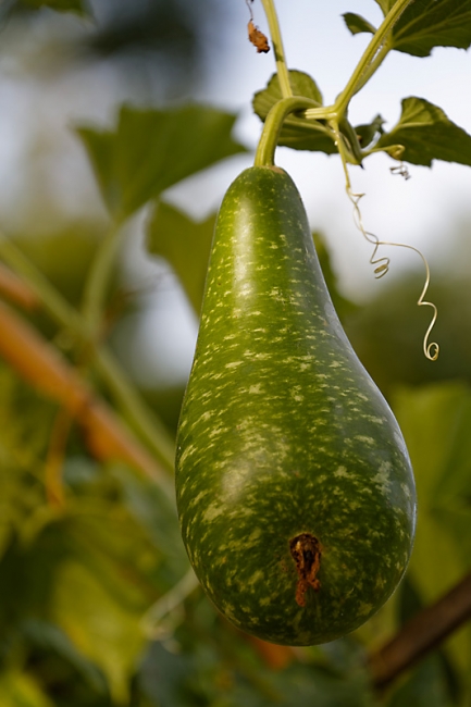 Suan Luang-JUN14-056